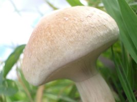 P. Cubensis b.JPG