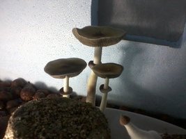 unnamed (11).jpg
