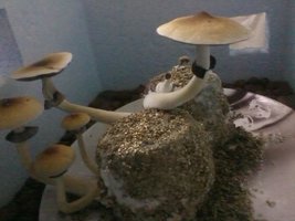 unnamed (13).jpg