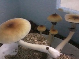 unnamed (16).jpg