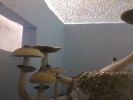 unnamed (17).jpg