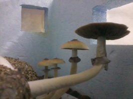 unnamed (18).jpg