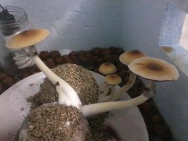 unnamed (19).jpg