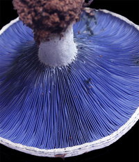 awww.hiltonpond.org_images_MushroomBlue01.jpg