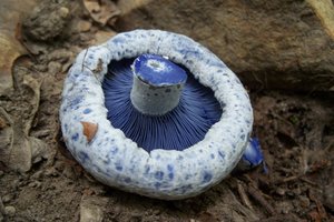 aupload.wikimedia.org_wikipedia_commons_9_94_Lactarius_indigo_48609.jpg