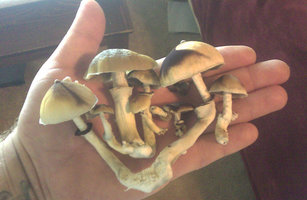 R44 Bart Mycotopia FirstHarvest.jpg