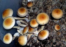 TakMoutainCube mjshroomer Mycotopia post-105053-0-96656400-1388427685.jpg