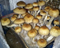 PFRedSpore hasshass Lisergia.org 2º flush.jpg