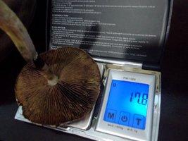 DSCF8906.JPG
