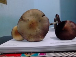 DSCF8904.JPG
