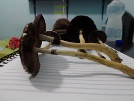 DSCF8902.JPG
