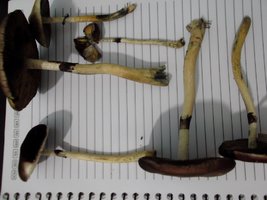 DSCF8901.JPG