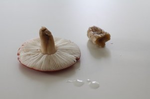 img9106d.jpg