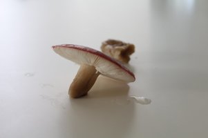 img9107n.jpg