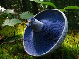 aupload.wikimedia.org_wikipedia_commons_8_86_Lactarius_indigo_48568_edit.jpg