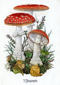 catalogo008.jpg