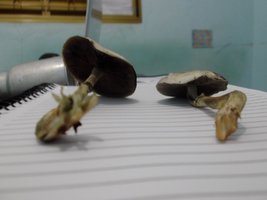 DSCF8888.JPG