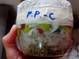 PPC1.jpg