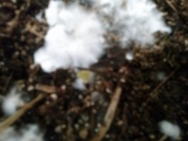 CAM00605.jpg