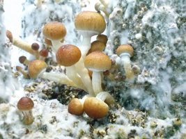Florida cubensisdedread CM CAM00197.jpg
