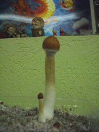 DSCF0039.JPG