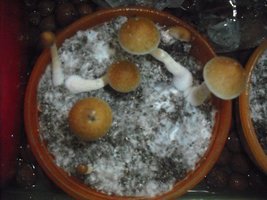 DSCF0089.JPG