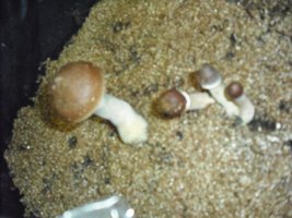 DSCF0033.JPG