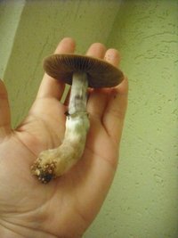 DSCF0036.JPG