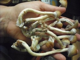 DSCF0050.JPG