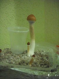 DSCF0002.JPG