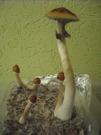 DSCF0027.JPG