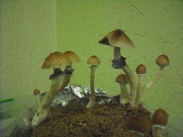 DSCF0007.JPG