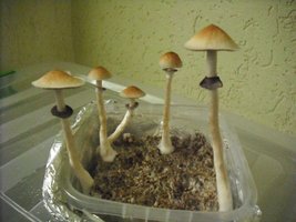 DSCF0002.JPG