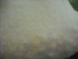 DSCF0240.JPG