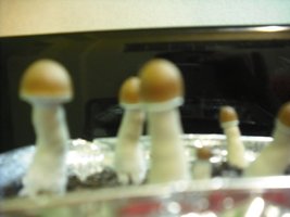 DSCF0022.JPG