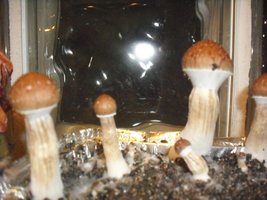DSCF0110.JPG