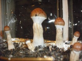 DSCF0111.JPG