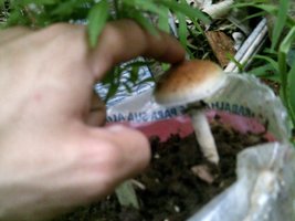 DSCF0778.JPG