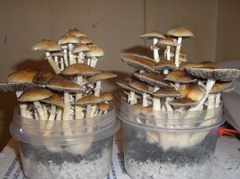 Roatan Mr Peabody dmt nexus CIMG0026.jpg