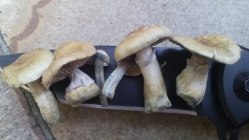 Outdoor Monte (3).jpg