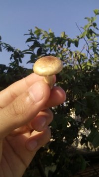 Outdoor Monte (5).jpg