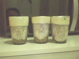 IMG0036A.jpg