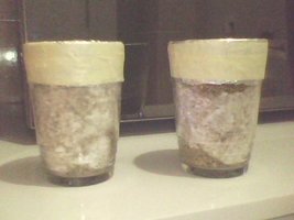 IMG0037A.jpg