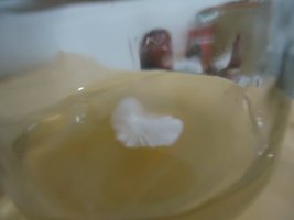 DSC05010.JPG