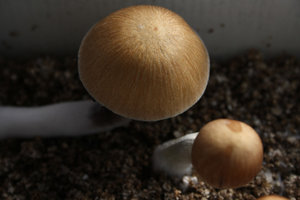 amazonia04.jpg