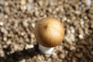 amazonia05.jpg
