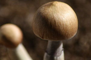 amazonia07.jpg