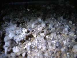 1024px-P-cubensis-cobweb-infection.jpg