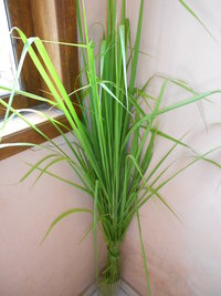 DSCN2291.JPG