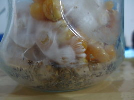 DSC05275.JPG
